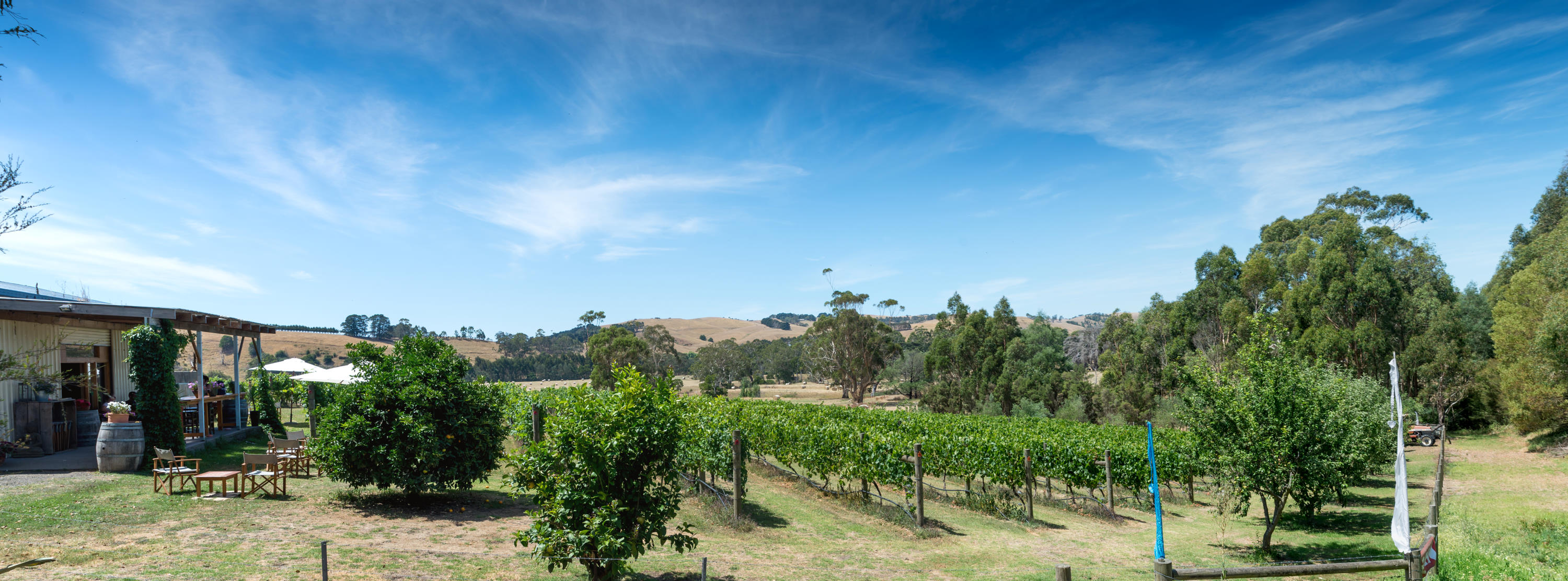 Vineyard and trees 